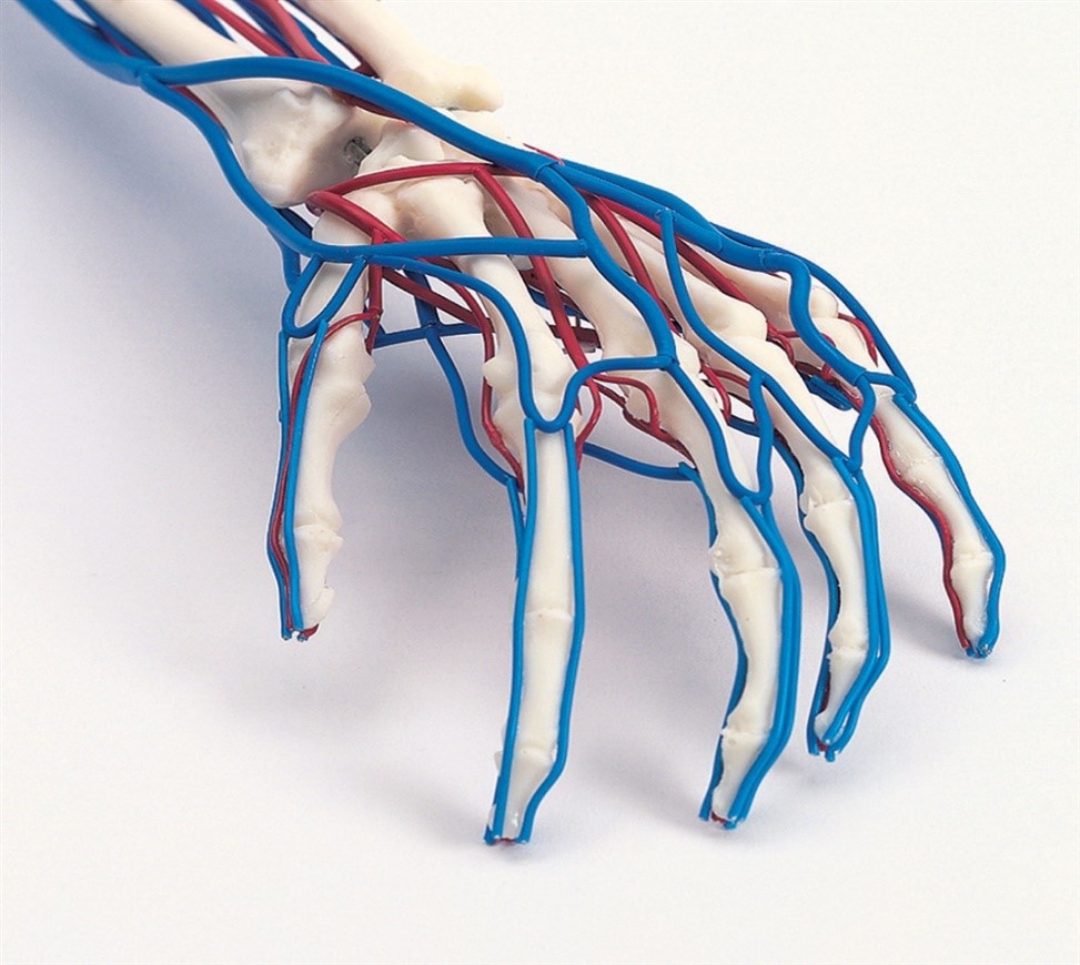 Elementos corporales el modelo vascular de manos o dedos .